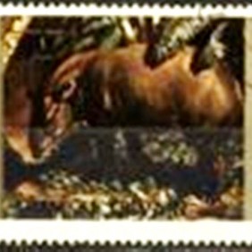 1972 - Baird's Tapir