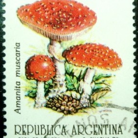 1993 - Amanita muscaria