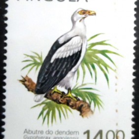 1984 - Palm-nut Vulture