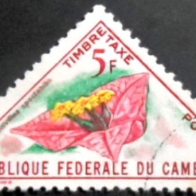 1963 - Bougainvillea spectabilis