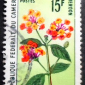 1970 - Red Sage