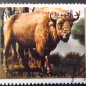 1972 - European Bison
