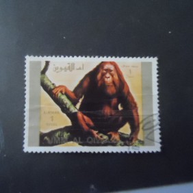 1972 - Sumatran Orangutan