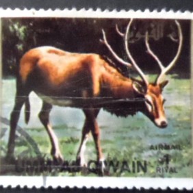 1972 - Red Deer