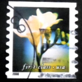 2000 - Freesia