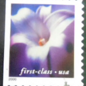 2000 - Longiflorum lily BD
