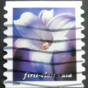 2000 - Longiflorum lily