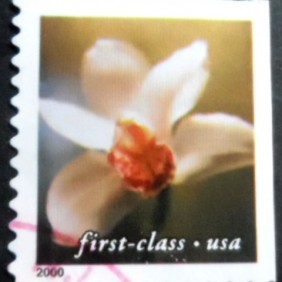 2000 - Cymbidium Orchid BH