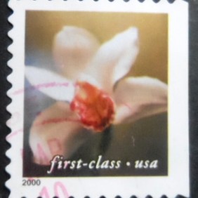 2000 - Cymbidium Orchid