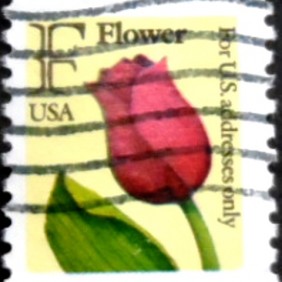 1991 - F Flower C