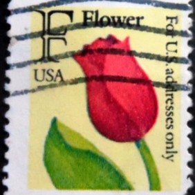 1991 - F Flower A