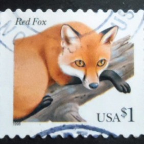 1998 - Red Fox BA