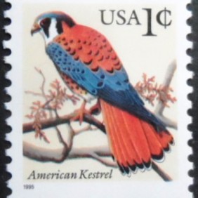 1995 - American Kestrel
