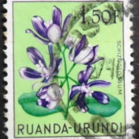 1953 - Schizoglossum eximium 1,50