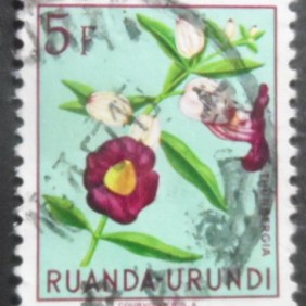 1953 - Schizoglossum eximium