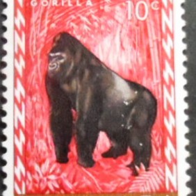 1959 - Eastern Gorilla