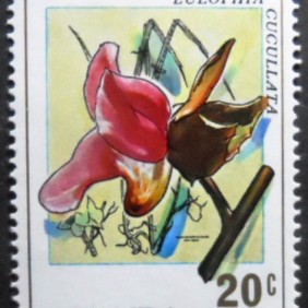1976 - Eulophia cucullata