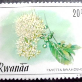 1981 - Pavetta Rwandensis