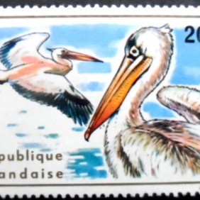 1970 - Great White Pelican 20