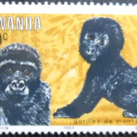 1983 - Mountain Gorilla 20