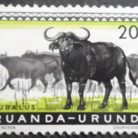1959 - African Buffaloes