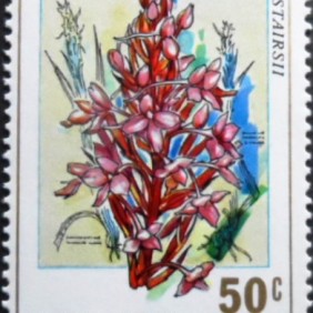 1976 - Eulophia cucullata