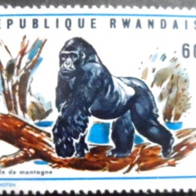 1970 - Mountain Gorilla 60