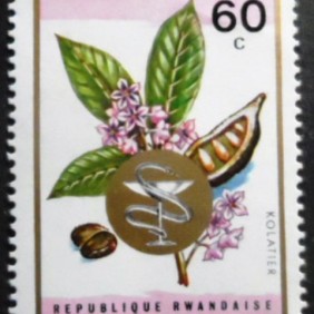 1969 - Cola acuminata