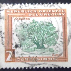 1954 - Ombu Tree
